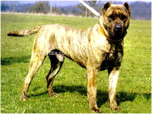 Alano Espanol Dogs - Spanish Bulldog Dog Breed