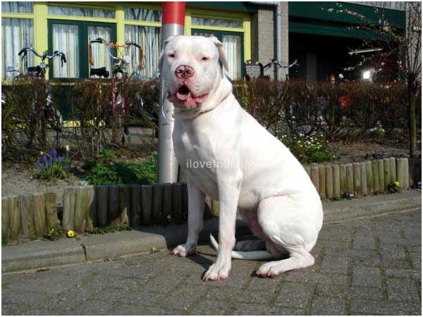 Dogo+argentino+hunting