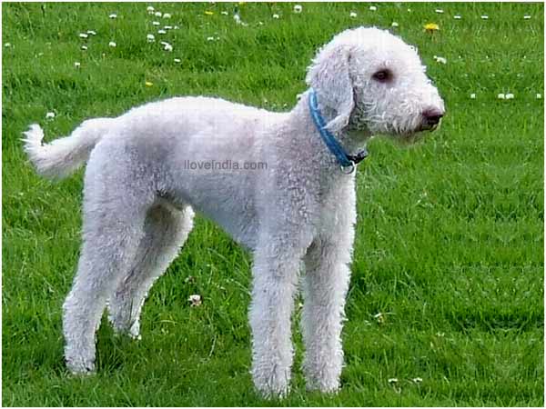 bedlington-terrier-dogs-1.jpg