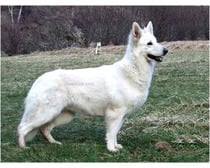 Berger Blanc Suisse Dogs