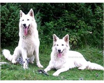 White Swiss Shepherd Dog Breed