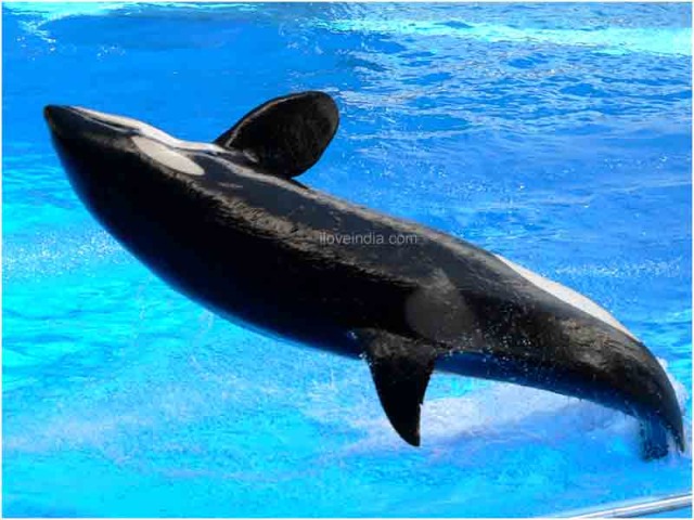 whale pictures. Orca Whale (the scientific