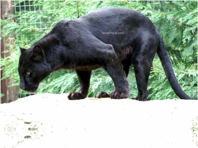 Black Panther Black Panthers Black Jaguar