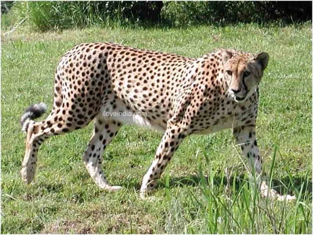 Facts About Cheetah - Interesting & Amazing Information On Cheetahs