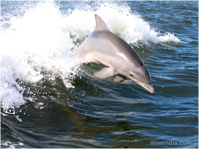 http://lifestyle.iloveindia.com/lounge/images/facts-about-dolphins-1.jpg