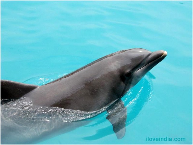 Amazing Facts About Dolphins - Biology and Behavior