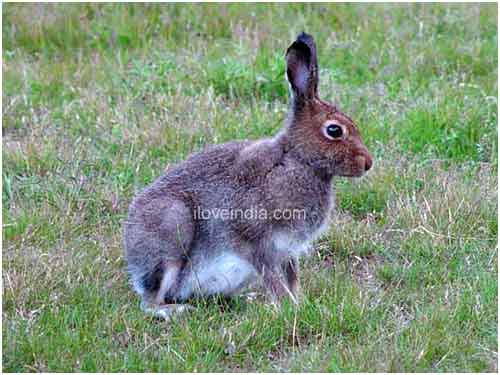 hare facts