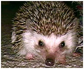 Information About Hedgehogs