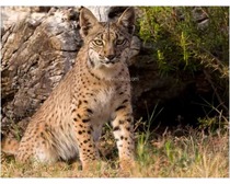 Iberian Lynx Cat