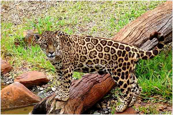 information  jaguar