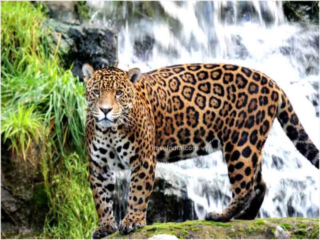 information  jaguar