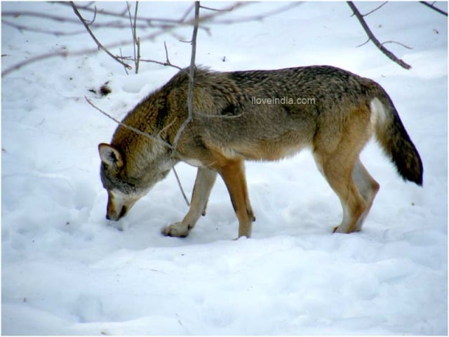 Facts About Red Wolf - Interesting & Amazing Information On Red Wolves