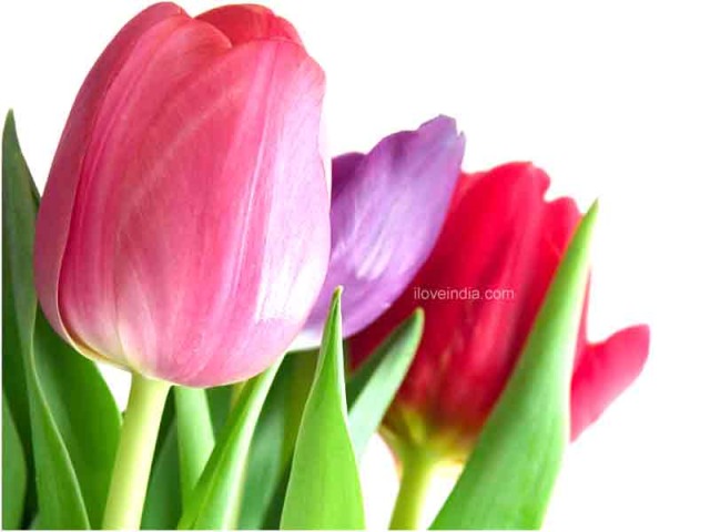 http://lifestyle.iloveindia.com/lounge/images/facts-about-tulips.jpg