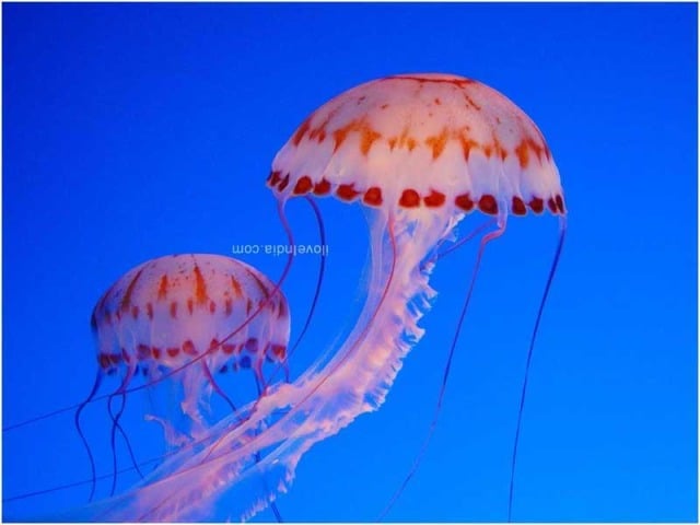 What are some facts about jelly fish?