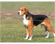 American Foxhound Dogs
