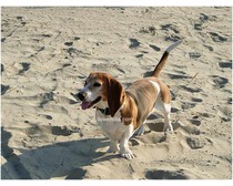 Basset Artesian Normand Dog