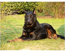 Beauceron Dogs