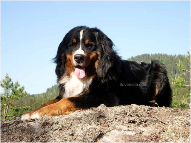 Bernese Mountain Dogs 