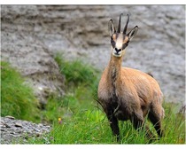 Chamois Antelope