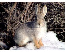 Hispid Hare 