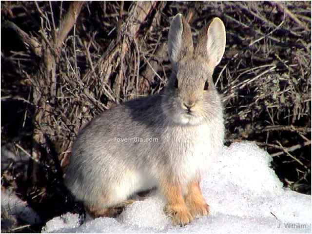 Hispid Hare 