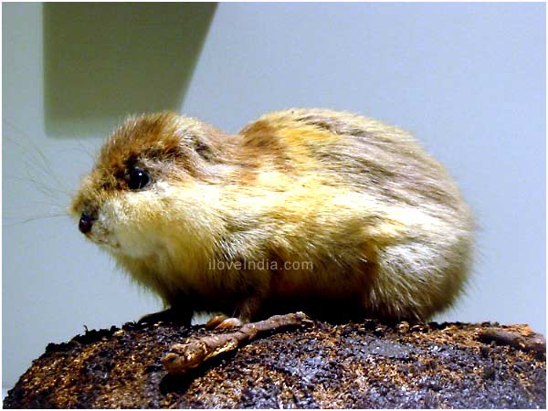 Facts About Lemming - Interesting And Amazing Information On Lemming