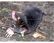 Mole Animal 