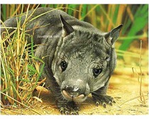 Northern Hairy Nosed Wombats
