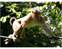 Pigtailed Macaque