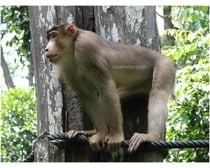 Pigtailed Macaques