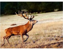 Red Deer Animal