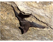 Seychelles Sheath-tailed Bats