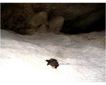 Seychelles Sheath Tailed Bat