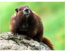 Vancouver Island Marmot Animal